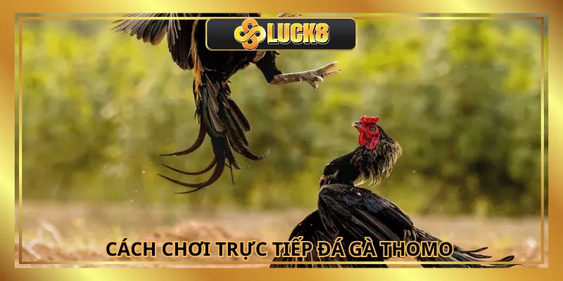 Cách chơi trực tiếp đá gà thomo cực dễ tại Luck8