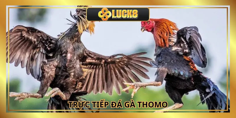 Trực Tiếp Đá Gà Thomo Hấp Dẫn và Kịch Tính Chỉ Có Tại Luck8